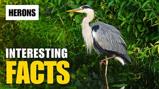 Uncovering the Secrets of the Herons  Interesting Facts  The Beast World [upl. by Yruama]