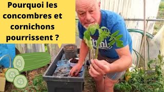 Mes concombres et mes cornichons pourrissent pourquoi [upl. by Swor]