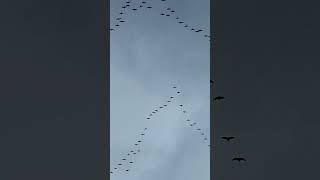 Geese flying in a wedge wildlife realsound birds [upl. by Essie]