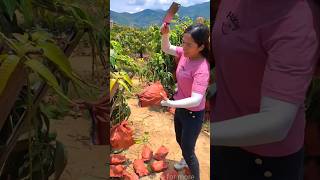 Lots of ripe mangoes 🥭🥭 and harvesting sweet mango from farm shorts harvest youtubeshorts [upl. by Hijoung]