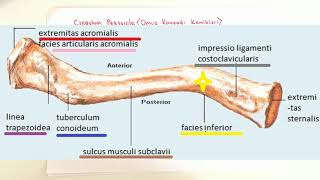 ANATOMİ10KONUÜst Ekstremite Kemikleri Clavicula [upl. by Carrel]