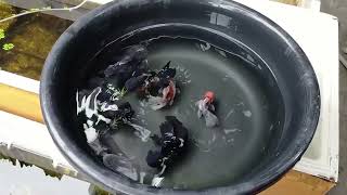 HOW TO BREED GOLDFISH in an easy and natural way BASIC BREEDING TIPS for NEWBIE [upl. by Atinej]