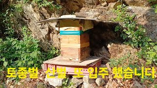 토종벌 또 입주 했습니다 😊😊😊 [upl. by Cassy]