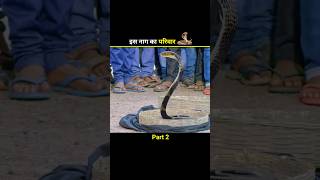 इस नाग का परिवार 🐍 shortfeed shorts [upl. by Roshan]