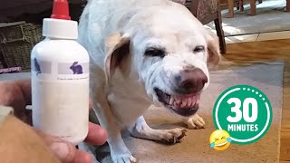 Hilarious Dog Hates Medicine 😅  FUNNIEST Cats and Dogs  Best Pet Videos [upl. by Adall]