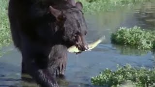 Fishing with Otters and Baby Bears  Big Sky Bears  BBC Earth [upl. by Irehj]