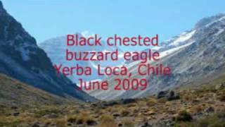 Black chested buzzard eagle in Chile [upl. by Brewer487]