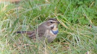 Bluethroat Willow Tree Fen Feb 2017 [upl. by Mail]