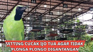 Setting Cucak Ijo Tua Agar Tidak Plonga Plongo Digantangan [upl. by Gnek74]