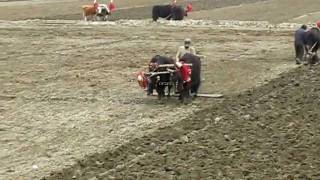 Plowing with Yaks [upl. by Patsy145]