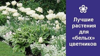 ❀ Лучшие растения для «белых» цветников [upl. by Katushka]