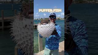 facts about puffer fishshortstrendingfish [upl. by Enelad]