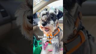 Cute Schnauzer realizes he’s at the dog park [upl. by Tonye]