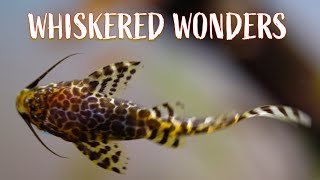 Catfish Chronicles 13 Whiskered Wonders for Your Aquarium [upl. by Pierson]