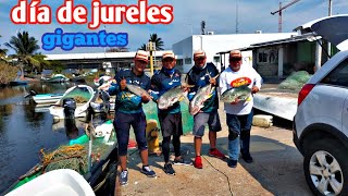 pesca de jureles gigantes con equipo ultra ligeros veracruz fishing [upl. by Aenotna]