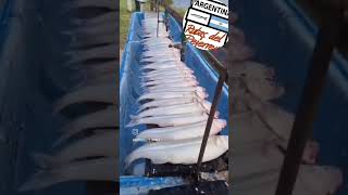 Laguna La Chanchera Córdoba 🇦🇷 Enero 2024 Pesca de Pejerrey 🎣 🚤 [upl. by Dreda932]