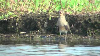 野鳥撮影・ ツバメチドリ Oriental Pratincole 34 [upl. by Ambrogio]