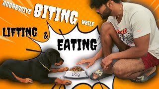 😟 Puppy Biting Aggressively while Lifting  in Tamil  😠 Rottweiler Food Aggression  Chatty Rotty [upl. by Hpesoy]