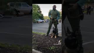 Police K9 Training malinois germanshepherd policedog dogtraining k9s training [upl. by Naerda]