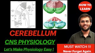 Cerebellum Physiology CNS  Circuit Structure Video  Central Nervous System  Neuroanatomy Revise [upl. by Krystalle385]