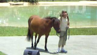 Bindi Irwin performs Wild Horses live [upl. by Zhang]