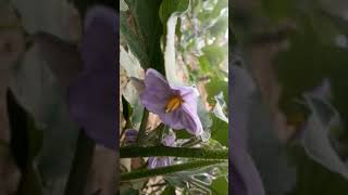 HETEROSTYLY IN BRINJAL FLOWERS  VEGETABLES  HORTICULTURE  AGRICULTURAL SCIENCE [upl. by Lap]