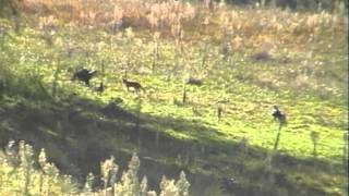 Fox meets Wedge tailed eagles [upl. by Eatnoj]