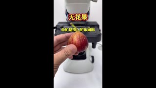 Fig under the microscope do you still like to eat it after watching it Fig food safety world u [upl. by Anaiviv]