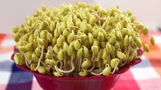 How to grow Soybean Sprouts Kongnamul 콩나물 [upl. by Tlevesor509]