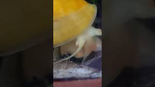 Kuli loach and mystery snail fighting over food aquarium fish [upl. by Darci]