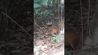 Revelado o segredo da cotia ela é pobre😁 cotia short animal pobre silvestre [upl. by Guttery98]