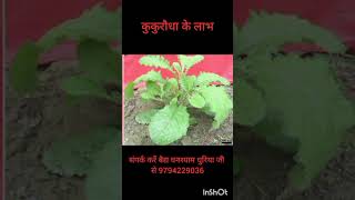 कुकुरौधा के लाभKukuraudha ke labhayurvedfarming natureGhanshyamAyurvedaDiary [upl. by Marte]