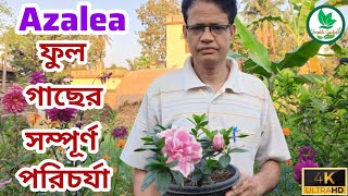 এজেলিয়া ফুল গাছের প্রতিস্থাপন ও পরিচর্যা  Azalea Flower Plant Care amp Plantation Versatile Gardener [upl. by Etsirk97]