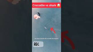 crocodile vs shark whos win🤯 animals nature wildlife [upl. by Teresita191]