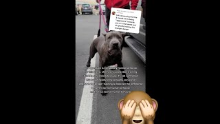 The truth about the Aggressive Cane Corso puppy on Tiktok [upl. by Nollid]