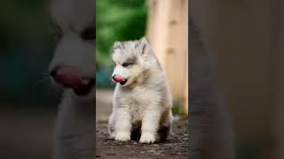 Siberian Husky puppy for sale in MumbaiSiberian Husky dog price in MumbaiContact Number9168374651 [upl. by Colley]