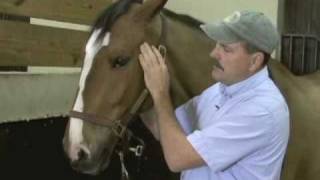 Horse Massage Releasing Tension in the TMJ and Jaw of the Horse using the Masterson Method® [upl. by Kynan112]