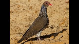 Patagioenas speciosa Scaled Pigeon [upl. by Ennovihs]