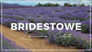 Bridestowe Lavender Estate Tasmania [upl. by Lehar]