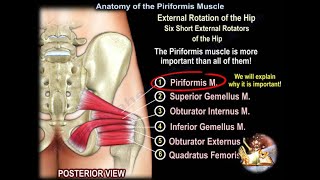 Anatomy of the Piriformis Muscle  Everything You Need To Know  Dr Nabil Ebraheim [upl. by Dahl708]