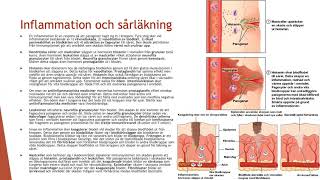 Immunsystemets andra försvar  Biologi 2 100 p [upl. by Alysoun]