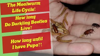 The Mealworm Life Cycle  How long do mealworms live  How long do mealworm eggs take to hatch [upl. by Nnyleak]