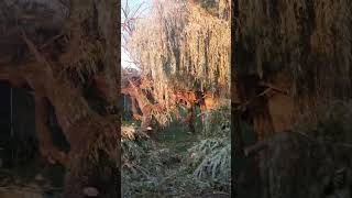 A huge willow tree comes down with tornado like windsroadside roadtrip willowtree highwinds [upl. by Nivlem]