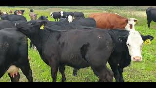 angus cattle [upl. by Pavla]