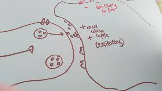 Synaptic transmission year 1 biopsychology [upl. by Onfre]