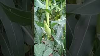 zea mays ll maizecorn 🌽 ll makkamakkai ll benefits ll knowledge shorts ytshorts youtubeshorts [upl. by Cyma]