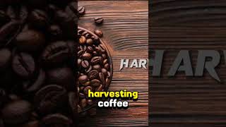 how coffee been is harvesting in country coffeebeans youtubeshorts [upl. by O'Dell154]