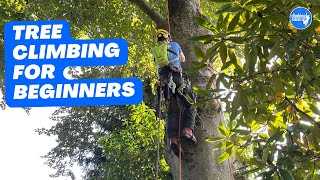 Basic climbing techniques Basic tree ascent [upl. by Milstone]