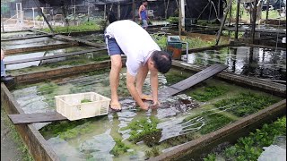 AMAZING AQUATIC PLANT FARM in Singapore  Capricorn Aquarium [upl. by Acina]