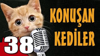 Konuşan Kediler 38  En Komik Kedi Videoları [upl. by Nylahs459]